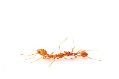 Kavga, iki karınca kavgası, seçici gözler, beyaz arka plana yüksek çözünürlükte odaklanma, makro