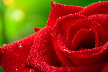 Kırmızı gül, Chiang Mai gülü, yeşil yaprakların arasında bulanık arka plan, seçici odak su damlası yapraklar ve etrafında bulanıklık, makro gül