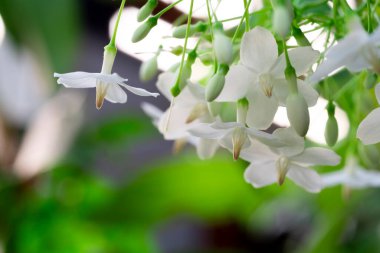 Beyaz çiçeklerin soyut bulanık arkaplan, yabani su eriği, moke çiçeği, çiftlikte tam çiçeklenme, yeşil doğa bulanık arka plan, parlak güneş ışığı, arka plan, seçici odak noktası, makro
