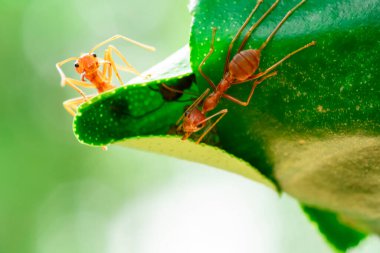red ant, ant action team work for build a nest,ant on green leaf in garden among green leaves blur background, selective eye focus and black backgound, macro
