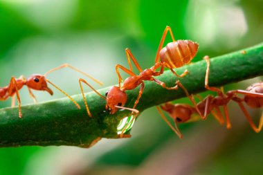 red ant, action ant drinking water drop on the branch big tree, in garden among green leaves blur background, selective eye focus and black backgound, macro