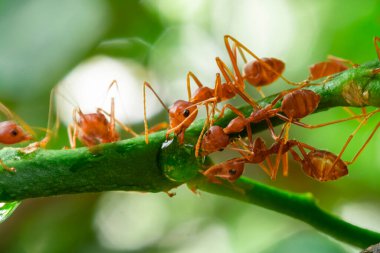 red ant, action ant drinking water drop on the branch big tree, in garden among green leaves blur background, selective eye focus and black backgound, macro