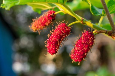 mulberry on treen,mulberry fruits,among green leaves blur soft background, selective focus point ,macro