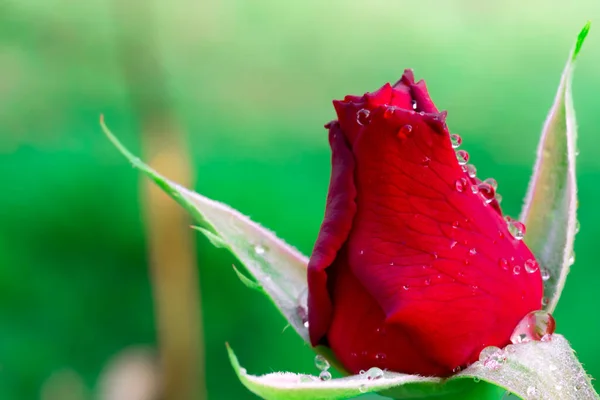 Czerwony Kwiat Róży Róża Chiang Mai Wśród Zielonych Liści Rozmyte — Zdjęcie stockowe