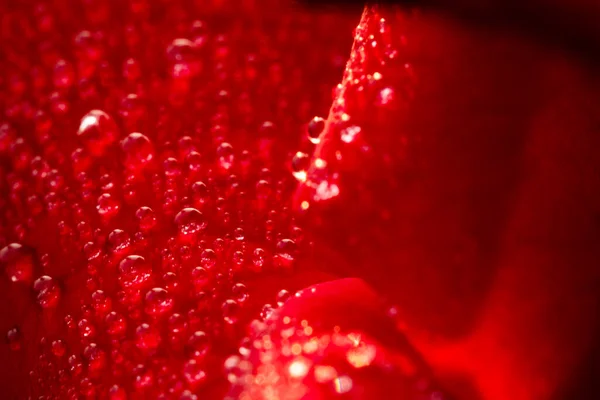红玫瑰花 清迈玫瑰 在绿叶朦胧的背景中 有选择地聚焦点落在花瓣上 周围一片模糊 宏观玫瑰 — 图库照片