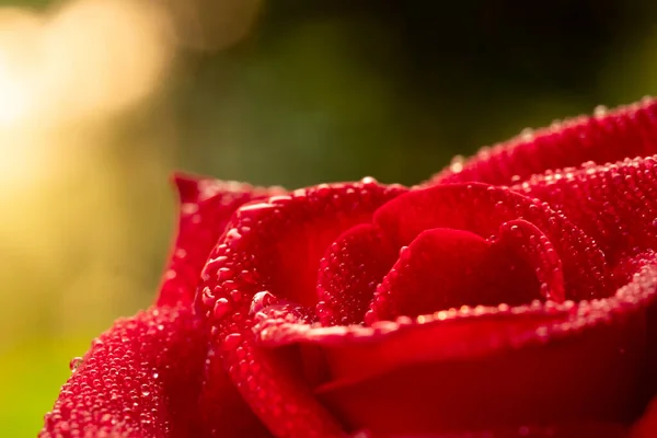 红玫瑰花 清迈玫瑰 在绿叶朦胧的背景中 有选择地聚焦点落在花瓣上 周围一片模糊 宏观玫瑰 — 图库照片