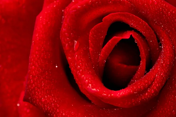 Mawar Merah Bunga Chiang Mai Naik Antara Hijau Daun Kabur — Stok Foto