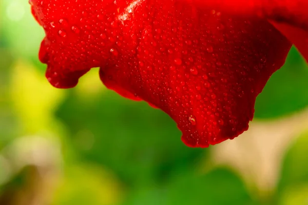红玫瑰花 清迈玫瑰 玫瑰芽 绿叶朦胧的背景 选择性聚焦 — 图库照片