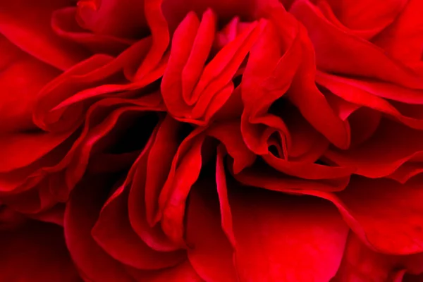 Płatek Róży Czerwony Kwiat Róży Pełnym Rozkwicie Gospodarstwie Ostrość Płatków — Zdjęcie stockowe