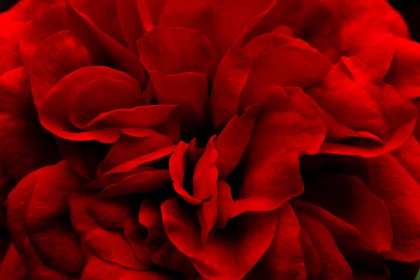 花瓣玫瑰 红玫瑰在农场盛开 花瓣精选集中 大玫瑰 — 图库照片