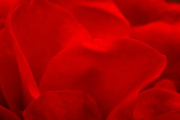 Płatek Róży Czerwony Kwiat Róży Pełnym Rozkwicie Gospodarstwie Ostrość Płatków — Zdjęcie stockowe
