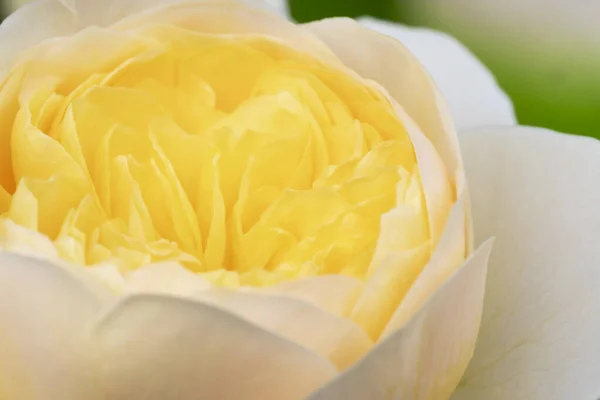 这是特写的白玫瑰它的名字叫伊丽莎白玫瑰在高清晰度 选择性花瓣聚焦 — 图库照片