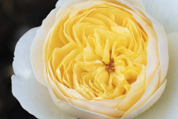 这是特写的白玫瑰它的名字叫伊丽莎白玫瑰在高清晰度 选择性花瓣聚焦 — 图库照片
