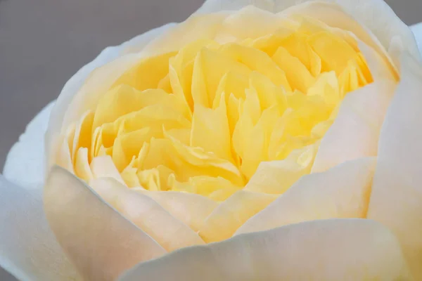 Jest Bliska Biała Róża Imię Elizabeth Wzrosła Wysokiej Rozdzielczości Wybiórcze — Zdjęcie stockowe