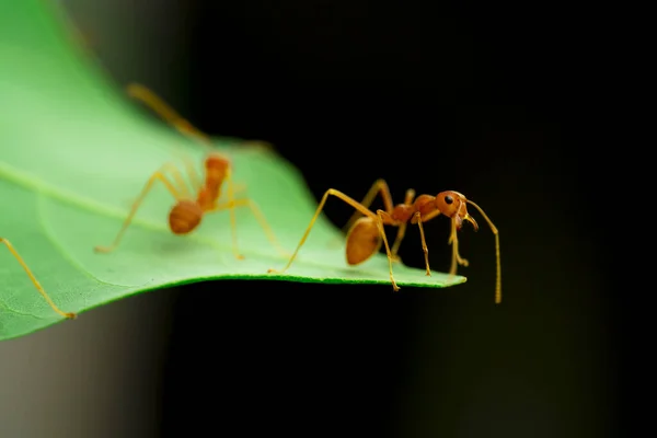 red ant, ant on green leaf in garden,selective eye focus and black backgound, macro