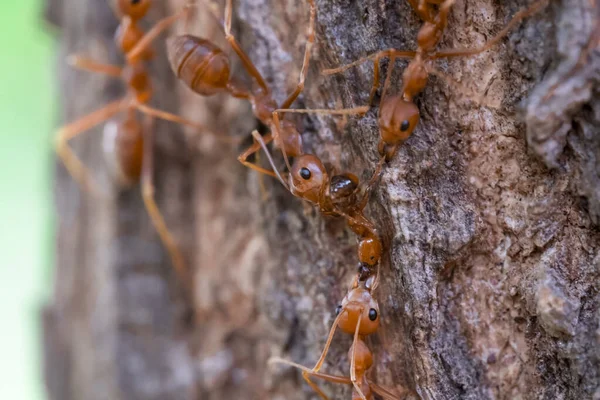 Red Ant Action Team Work Foods Bark Select Eye Focus — Fotografia de Stock