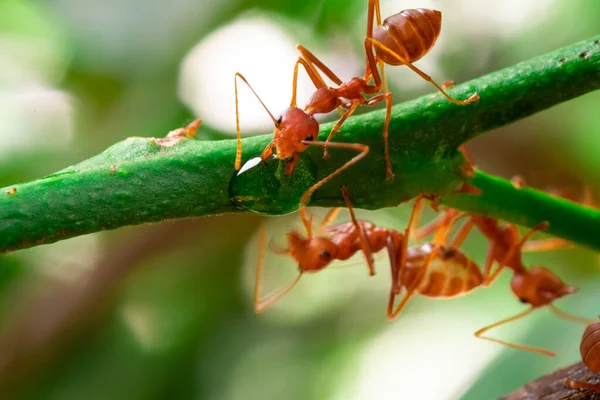 Red Ant Action Ant Drinking Water Drop Branch Big Tree — Foto Stock