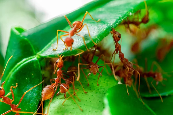 Red Ant Ant Action Team Work Build Nest Ant Green — Fotografia de Stock