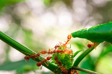 red ant, ant action team work for build a nest,ant on green leaf in garden among green leaves blur background, selective eye focus and black backgound, macro
