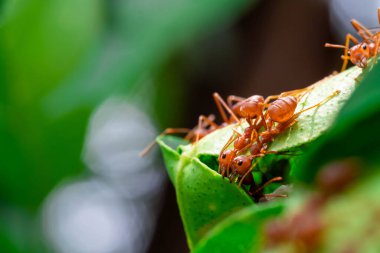 red ant, ant action team work for build a nest,ant on green leaf in garden among green leaves blur background, selective eye focus and black backgound, macro