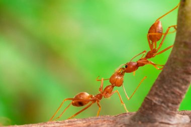red ant, ant action fighting ,ant fighting on branch of tree in garden among green leaves blur background, selective eye focus, macro