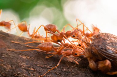 red ant, action helping for food on the branch big tree, in garden among green leaves blur background, selective eye focus and black backgound, macro