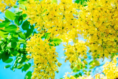 Cassia fistula. Thai golden flowers. Yellow bouquet. Thailand national flowers. Blooming flowers in summer of Thailand. Dok Koon(Thailand Flower name)