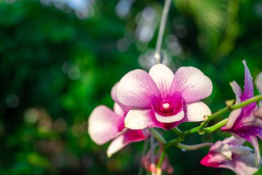 Orchid flower in orchid garden at winter or spring day. Orchid flower for postcard beauty and agriculture design. Beautiful orchid flower in garden, in full bloom in farm, on green nature blur backgro