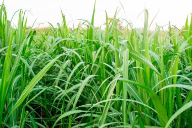 Sugarcane, in sugarcane fields in the rainy season, has greenery and freshness. Shows the fertility of the soil