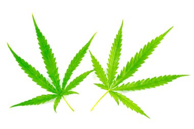Beyaz üzerinde marihuana yaprağı