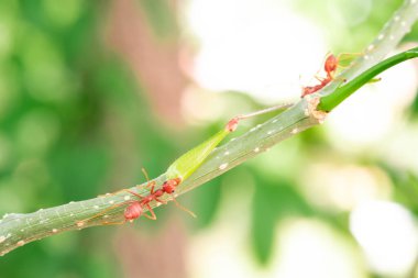red ant, action helping for food on the branch big tree, in garden among green leaves blur background, selective eye focus and black backgound, macro