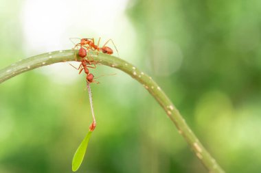 red ant, action helping for food on the branch big tree, in garden among green leaves blur background, selective eye focus and black backgound, macro