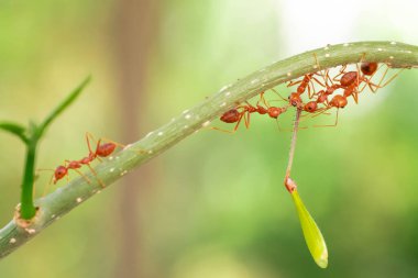 red ant, action helping for food on the branch big tree, in garden among green leaves blur background, selective eye focus and black backgound, macro