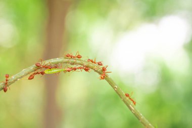 red ant, action helping for food on the branch big tree, in garden among green leaves blur background, selective eye focus and black backgound, macro