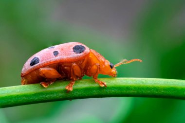 Podontia affinis indochinensis (Chrysomelidae), ağaç dalındaki bayan böcek yeşil yaprakların arasında bulanık arka plan, seçici odak noktası, makro