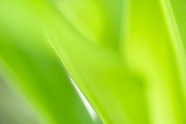 Arka planda doğal yeşil bitkiler manzarası, ekoloji, taze duvar kağıdı kullanarak bahçede yeşil yaprağın bulanık yeşil arkaplan üzerindeki doğal görünümü