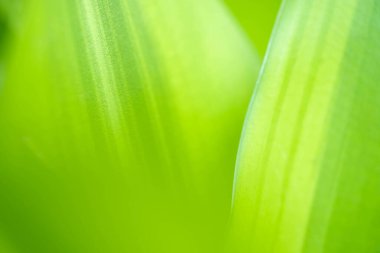 Arka planda doğal yeşil bitkiler manzarası, ekoloji, taze duvar kağıdı kullanarak bahçede yeşil yaprağın bulanık yeşil arkaplan üzerindeki doğal görünümü