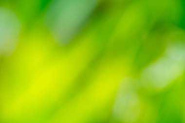 Arka planda doğal yeşil bitkiler manzarası, ekoloji, taze duvar kağıdı kullanarak bahçede yeşil yaprağın bulanık yeşil arkaplan üzerindeki doğal görünümü