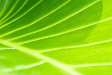 Arka planda doğal yeşil bitkiler manzarası, ekoloji, taze duvar kağıdı kullanarak bahçede yeşil yaprağın bulanık yeşil arkaplan üzerindeki doğal görünümü