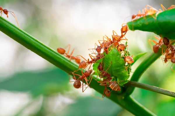 stock image red ant, ant action team work for build a nest,ant on green leaf in garden among green leaves blur background, selective eye focus and black backgound, macro