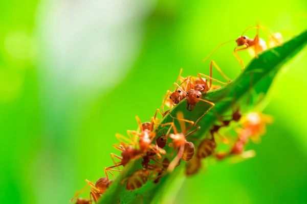 Red Ant Ant Action Team Work Build Nest Ant Green — Stockfoto