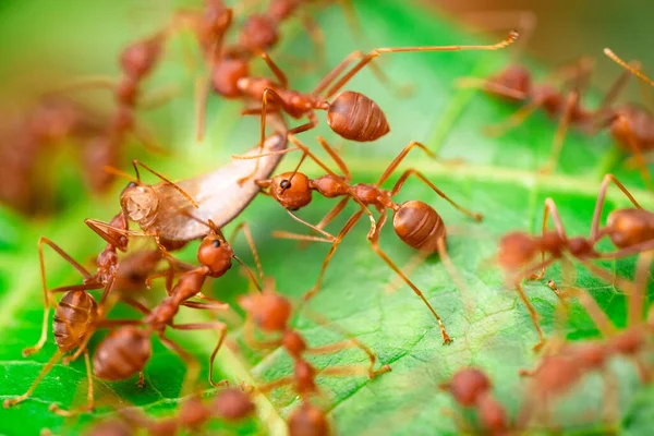 Red Ant Action Helping Food Branch Big Tree Garden Green — Fotografia de Stock