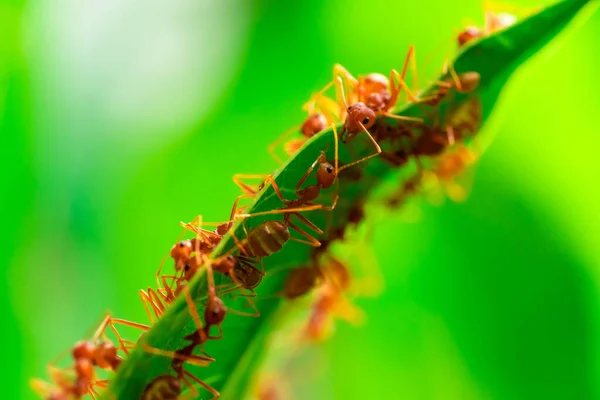Hormiga Roja Trabajo Equipo Acción Hormigas Para Construir Nido Hormiga — Foto de Stock