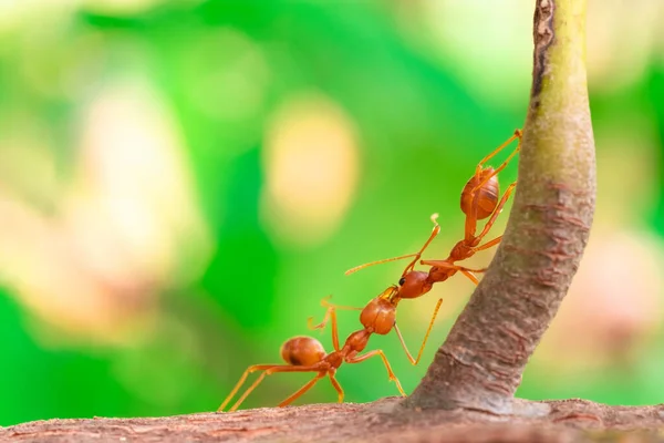 Red Ant Ant Action Fighting Ant Fighting Branch Tree Garden — Fotografia de Stock