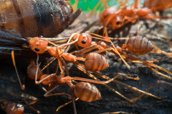 Red Ant Action Helping Food Branch Big Tree Garden Green — Fotografia de Stock