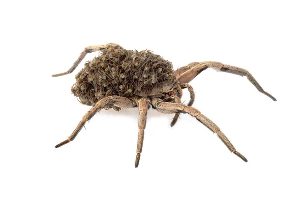 Dişi Kurt Örümcek Sırtında Bebek Örümcekler Olan Trochosa Beyaz Arka — Stok fotoğraf