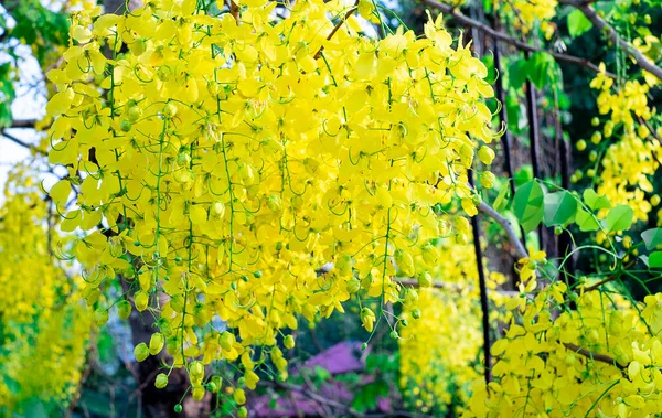Cassia fistula. Thai golden flowers. Yellow bouquet. Thailand national flowers. Blooming flowers in summer of Thailand. Koon flowers