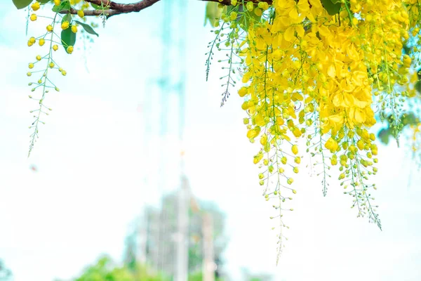 Cassia fistula. Thai golden flowers. Yellow bouquet. Thailand national flowers. Blooming flowers in summer of Thailand. Dok Koon(Thailand Flower name)