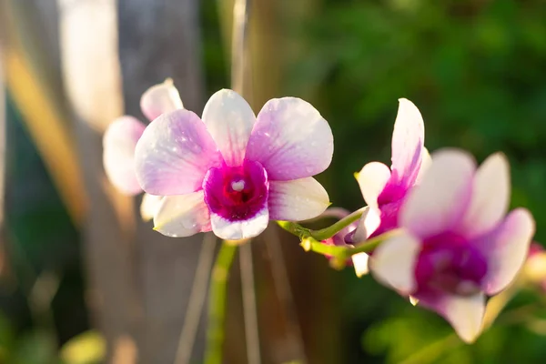 Orchid flower in orchid garden at winter or spring day. Orchid flower for postcard beauty and agriculture design. Beautiful orchid flower in garden, in full bloom in farm, on green nature blur backgro