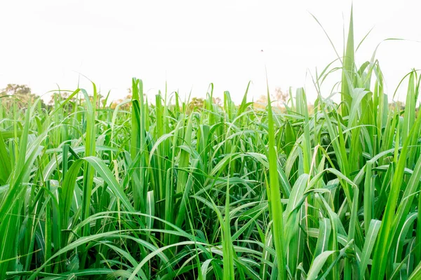 Sugarcane Sugarcane Fields Rainy Season Has Greenery Freshness Shows Fertility — Stock Photo, Image